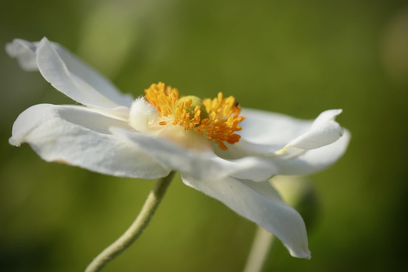 Enchanted Arboretum