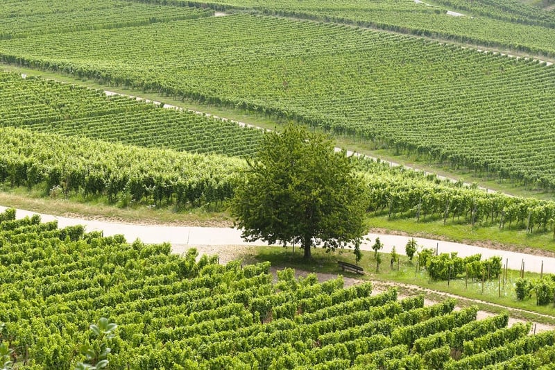 Secret Garden Vineyard